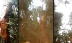 Movie : Wenn der Baum unerwartet weg kippt...