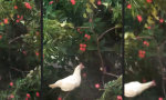 It’s a ... Parkour Chicken!