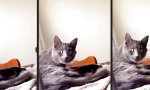 Funny Video - Getrollte Katzenwäsche