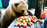 Veggie Bär
