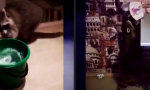 Funny Video : Das perfeke Haustier?