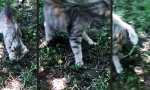 Lustiges Video - Eidechse besiegt Katze
