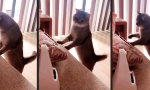 Funny Video - Katze macht den Robo-Tanz