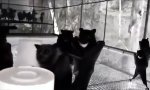 Movie : Goth Party, wie sie im Buche steht