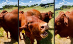 Lustiges Video - Tierische Eskalation