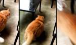 Funny Video : Schock für Garfield