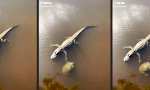 Funny Video - High Five unter ungleichen Reptilien