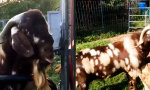 Lustiges Video : Ziege hat ihren Verstand verloren