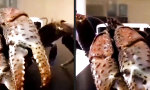 Funny Video : Nächster Test, Mittelfinger...