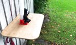 Gefiederter Müllmann im Garten
