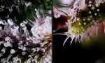 Lustiges Video : Weed unterm Mikroskop