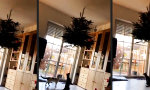 Komischer neuer Kratzbaum