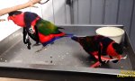Lustiges Video - Rockin´ Birds