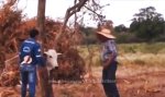 Funny Video : Blöde Kuh