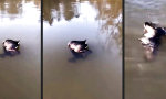 Funny Video : Irgendwas stimmt mit Enti nicht