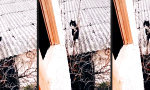 Lustiges Video : Parcour Cat