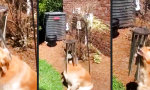 Lustiges Video - Der Hund und das Klangspiel