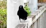 Funny Video - Neulich auf dem Crow Walk