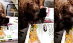 Funny Video : Trocken-Picken