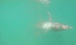 Lustiges Video : Ihr Surfbret ist beschlagnahmt