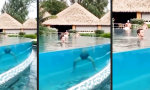 Lustiges Video - Die zersägte Jungfrau im Pool