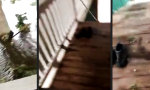 Funny Video - Willkommen daheim