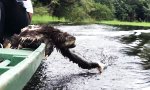 Movie : Faultier beim fleißig Wasserschneiden