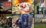 Donnerstag Fun PicDump #339