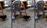 Funny Video : Feucht-Trompeten-Ente