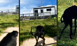 Movie : Kräftig abgeschüttelt