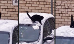 Movie : Schnee ist besser als Mäusekino