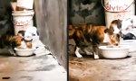 Futterneid macht vor Größe nicht halt