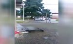 Lustiges Video : In der Kurve parken