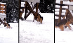 Funny Video : Rex baut ´nen Schneemann