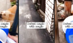 Funny Video - Gegenankläff