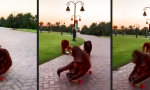 Lustiges Video : Affige Skater Gang
