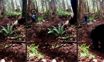 Lustiges Video : Ein Streifen Natur