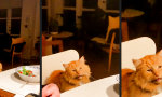 Funny Video - Geile Party gestern