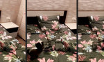 Funny Video - Hyperaktive Bettzeit