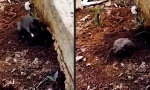 Funny Video - Die Bude ausmisten