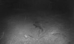 Funny Video - Fieses Schwein bei Nacht und Nebel