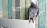 Funny Video - Ick bin Berliner, wa