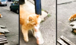 Funny Video - Fette Beute