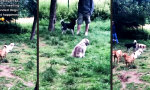 Lustiges Video : Introvertierte Schnüffler
