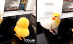 Funny Video : Kopfnicker