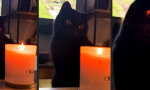 Sauron hat ´nen Kater