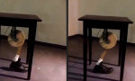 Funny Video : Immer jemand da