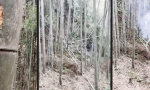 Funny Video : Geburt der Bambus-Spinne