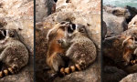 Lustiges Video : Waschbären-Romantik