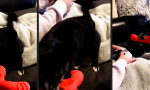 Funny Video : Leicht reizbar